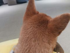 -逗柴咖啡屋·狗咖猫咖宠物桌游