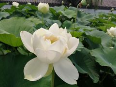 -白洋淀景区