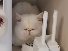 -More Fun猫咖 二十只万元加菲主题