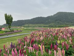 -径山花海