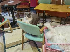 大堂-猫色咖啡·猫咖