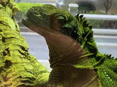 -酷以爬仙阁实体爬宠店·守宫·蜥蜴·专业繁育