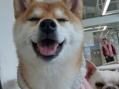 -怪兽屋·羊驼·猫咖·狗咖(俊华广场店)