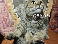 -猫小院猫主题餐厅(南锣旗舰店)