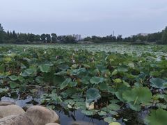 -澹台湖公园