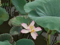 -大湾区中央湿地公园