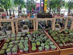 -荷兰花海