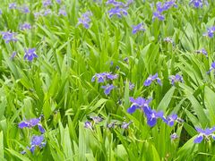 -长兴太湖图影湿地文化园