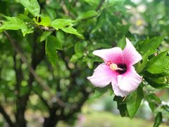 -塞班肯辛顿酒店Kensington Hotel Saipan