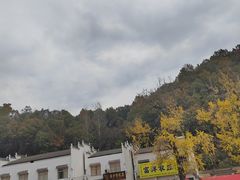 -千年银杏谷文化旅游区