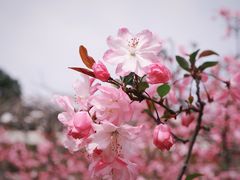 -苏州上方山国家森林公园