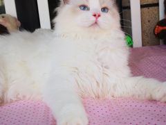 -东方名猫馆·英短金渐层布偶猫舍(环线广场1号楼店)