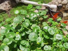 -东椰·海南椰子鸡火锅(朝阳门店)