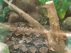 -上海大自然野生昆虫馆