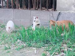 -蓉李记成都名小吃(合肥包河万达店)