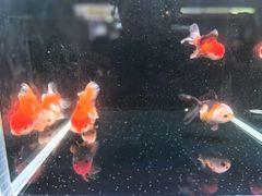 -官塘鱻鱻鱼生·潮汕生腌·砂锅粥(西马路总店)