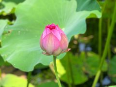 -莲花池公园