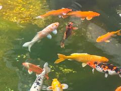 -西园寺素食(西园弄戒幢律寺店)