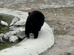 -石家庄市动物园