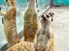 -苏州太湖西山岛开心农场