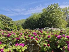 -洛阳市隋唐城遗址植物园