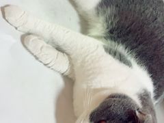 -李小姐の猫咖啡馆(五角场店)