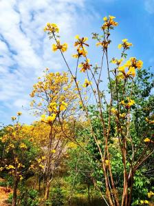 花都區花圃場-