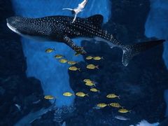 -成都浩海立方海洋公园