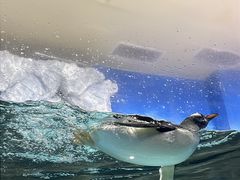 -成都浩海立方海洋公园