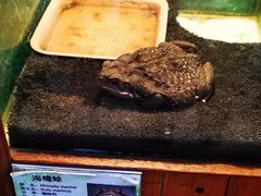 -上海大自然野生昆虫馆