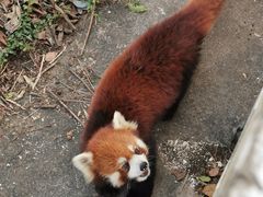 -合肥野生动物园