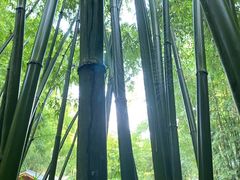 -蜀南竹海景区