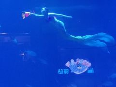-烟台海昌鲸鲨海洋公园