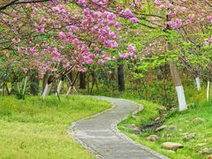 -合肥滨湖国家森林公园