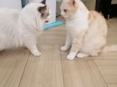 -安格丽娜·狗咖·猫咖羊驼咖(春熙路百盛商场店)
