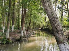 -桤木河湿地公园