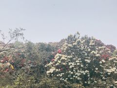-贵州百里杜鹃风景名胜区