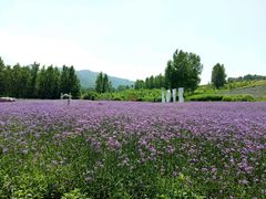 -曲江薰衣草庄园