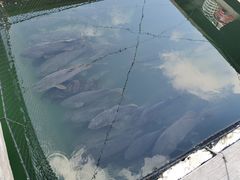 -蓝湾碧波·老字号·疍家非遗海上餐厅