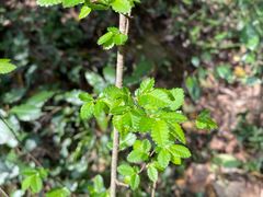 -上海佘山国家森林公园天马山园