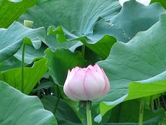 -莲花池公园