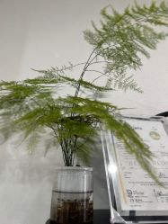 -YIMEI ART半永久纹眉·野生眉