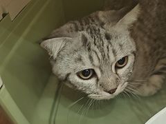 -瑞鹏宠物医院·夜间急症·心超·猫科(祖庙分店)