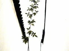 -HOHO餐厅(古子城店)