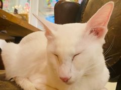 -猫小院猫主题餐厅(三里屯店)