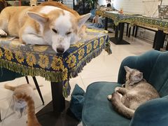 -平行世界·猫咖(首经贸店)