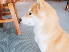 -柴源莊·柴小宠柴犬咖啡