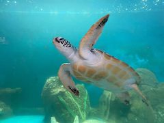 -广东惠东海龟国家级自然保护区