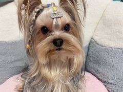 -宠爱多约克夏马尔济斯泰迪小型犬专卖