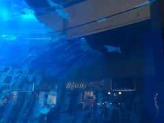-迪拜水族馆及水下动物园